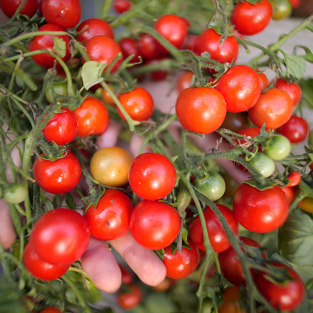 roasted tomatoes