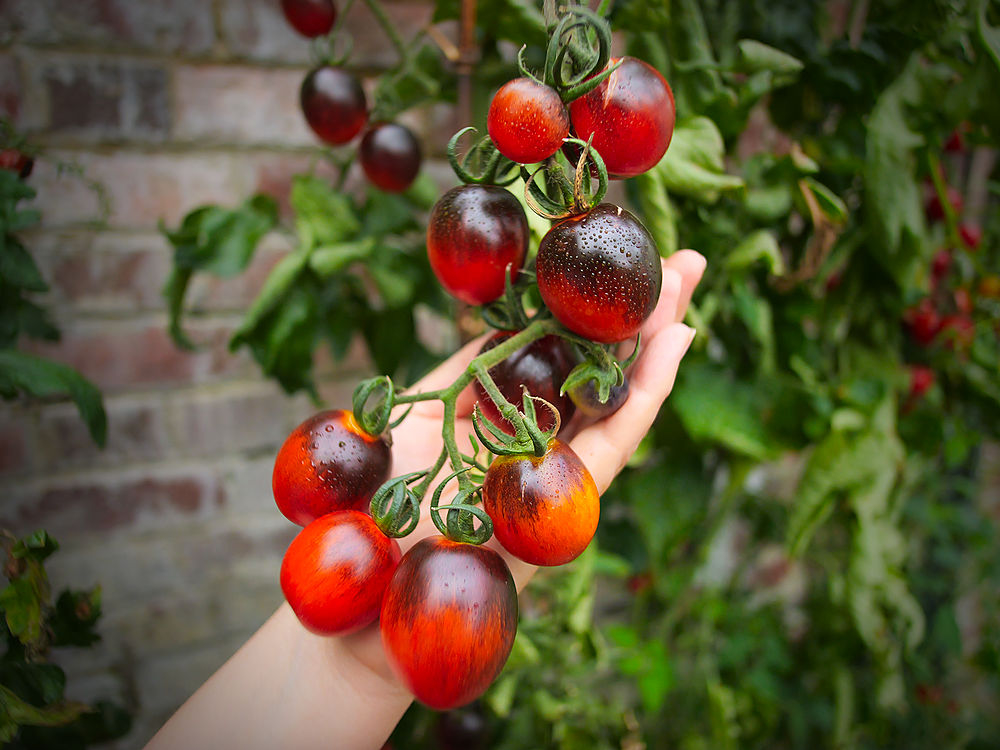 Black Moon Tomato truss