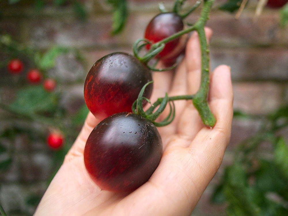 Black Moon Tomatoes