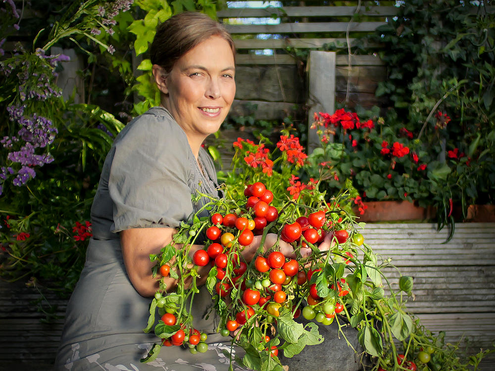 Tumbling Tom Tomato plant