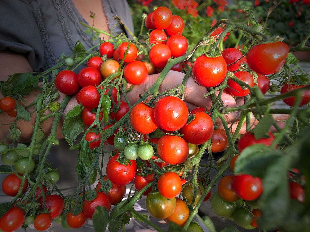 Pepperoncini chilli plant
