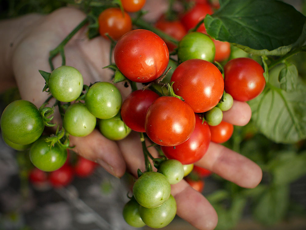 Tumbling Tom Tomato