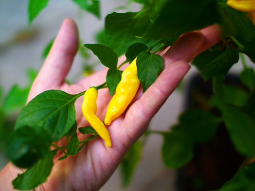  Lemon Aji Chilli Plant 