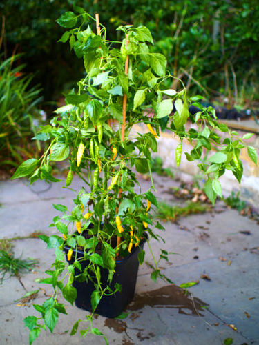  Aji Lemondrop Chilli Plant 