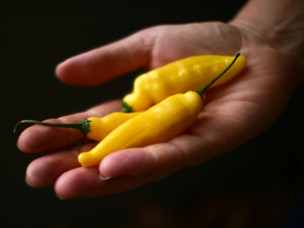 Lemon Aji Pods 