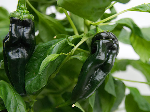  Aji Panca Chilli Plant 