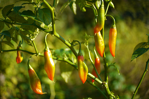  Aji Amarillo Chilli Plant 