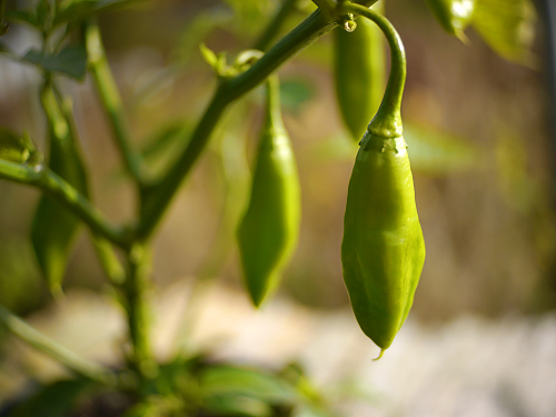  Aji Amarillo Plant 