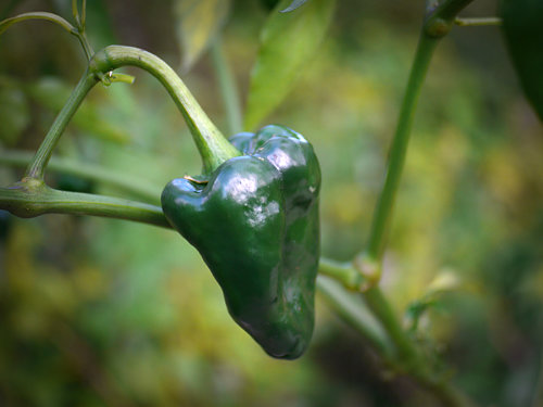  Ancho Grande Chilli Plant 