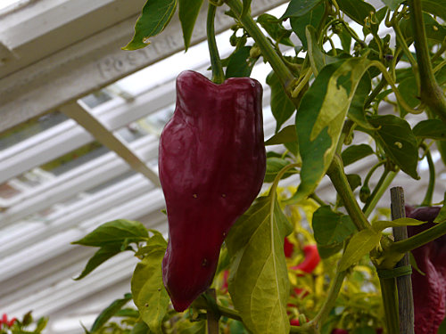  Ancho Grande Plant 