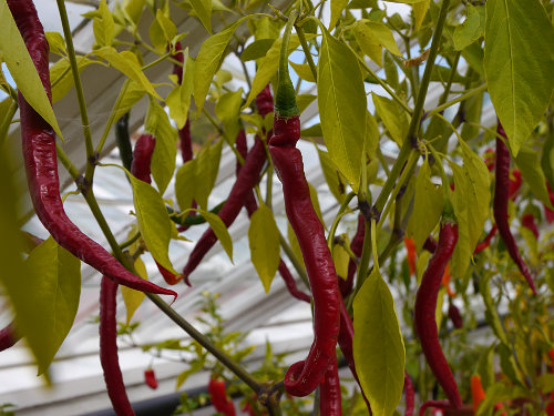  Bangalore Torpedo Chilli Plant 