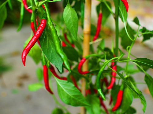  Chilli de Arbol Chilli Plant 