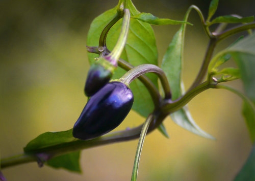  Black Hungarian Chilli Plant 