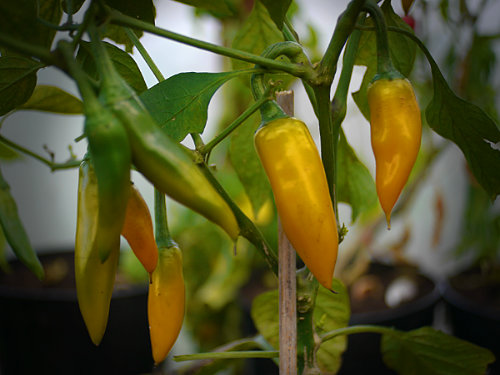  Bulgarian CarrotBlack Hungarian Chilli Plant 