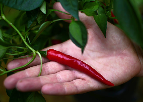  Cayenne Chilli Plant 
