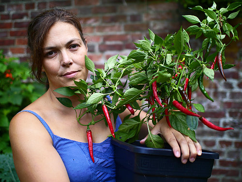  Cayenne Chilli Plant 
