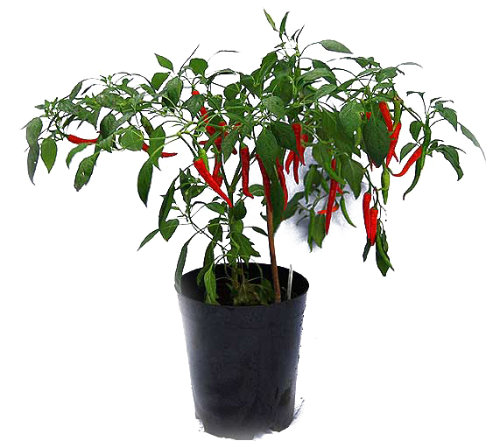 Cayenne Chilli Plant 