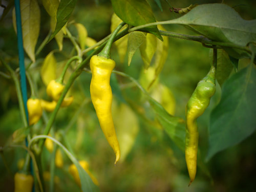  Golden Cayenne Chilli Plant 