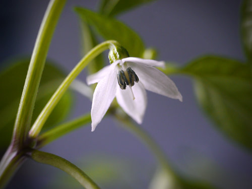  Golden Cayenne Chilli Flower 