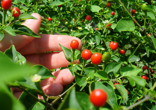  Chiltepin Chilli Plant 