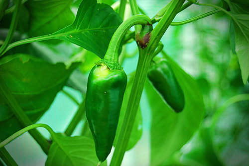  Freno Supreme Chilli Plant 