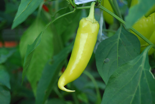  Hungarian Hot Wax Chilli Plant 