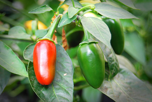  Jalapeno Chilli Plant 