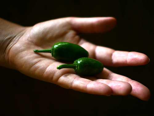  Jalapeno Chillies 
