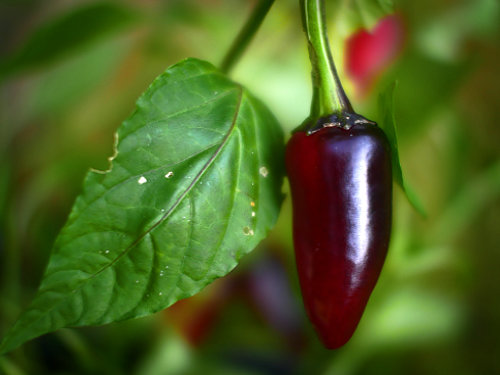  Purple Jalapeno Chilli Plant 