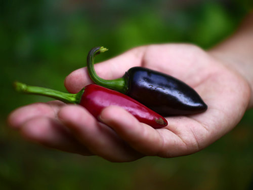  Purple Jalapeno Chillies 