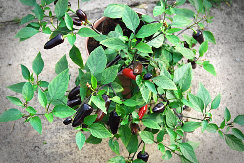  Purple Jalapeno Chilli Plant 