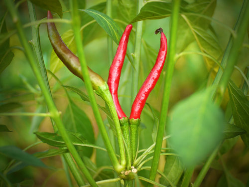  Japones Chilli Plant 