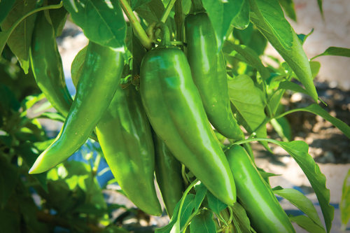  Joe E Parker Chilli Plant 