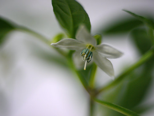  Joe E Parker Chilli Flower 