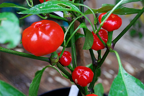  Large Cherry Chilli Plant 