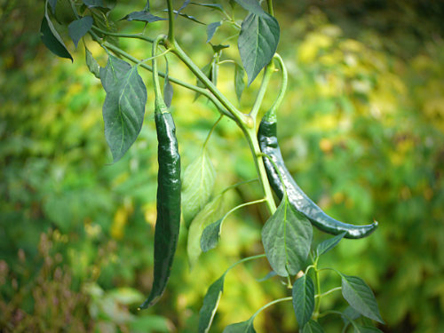  Pasilla Bajio Chilli Plant 