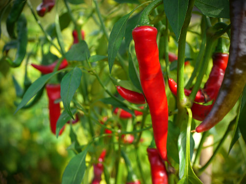  Ring of Fire Chilli Plant 