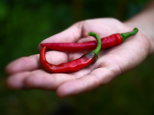  Ring of Fire Chillies 