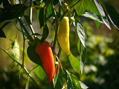  Santa Fe Chilli Plant 