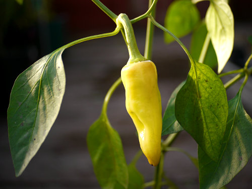  Santa Fe Chilli Plant 