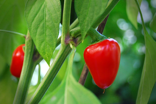  Satan's Kiss Chilli Plant 