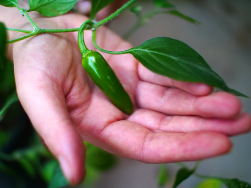  Serrano Tampiqueno 