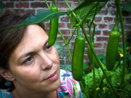  Serrano Tampiqueno Plant 