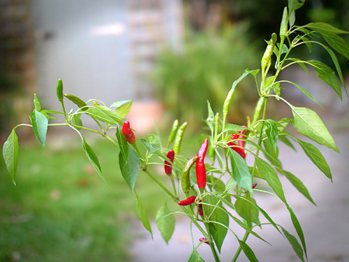  Super Chilli Plant 