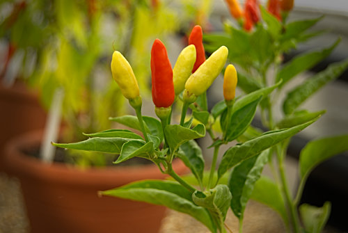  Tabasco Chilli Plant 