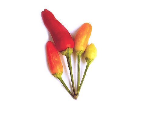  Tabasco Chilli Pods 