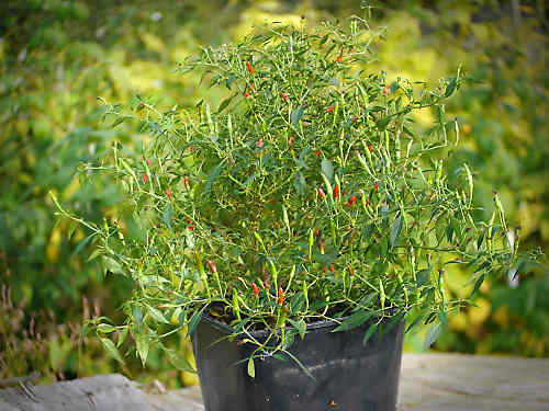  Thai Demon Chilli Plant 