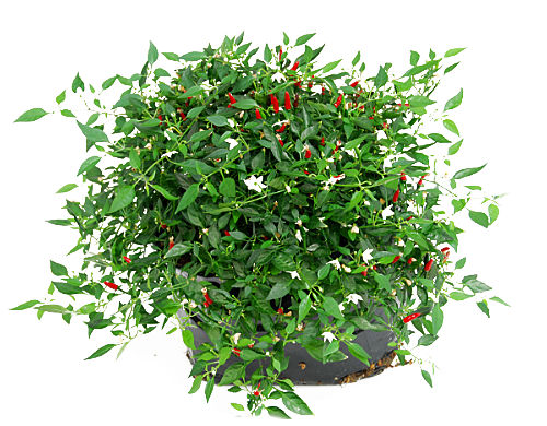  Thai Demon Chilli Plant 