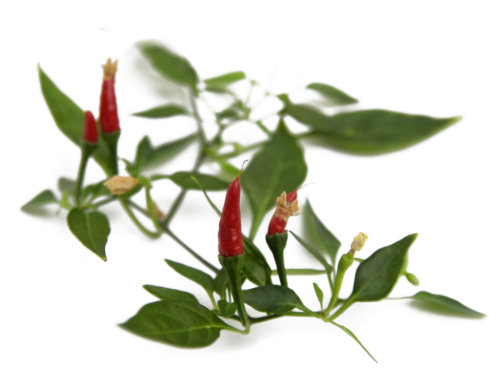  Thai Demon Chilli Pods 