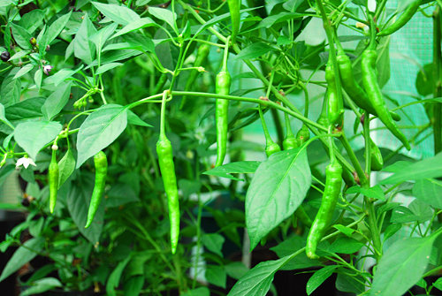  Thai Dragon Chilli Plant 